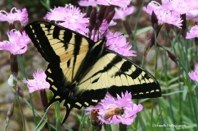 Annelle Hollingsworth